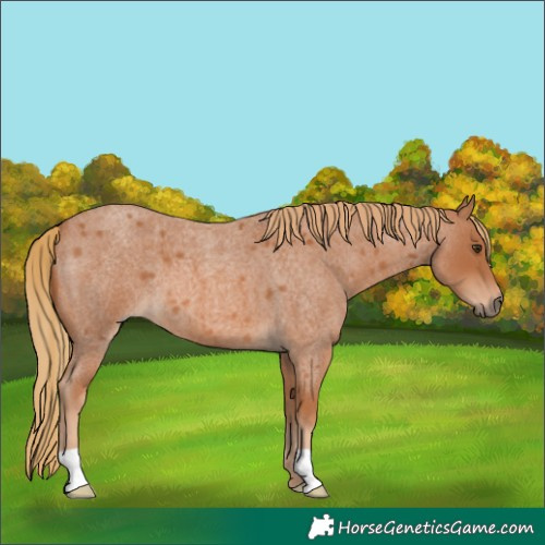 Horse Color:Red Roan 