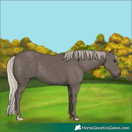 Horse Color:Silver Black 