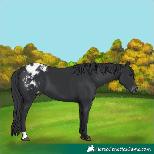 Horse Color:Black Appaloosa 