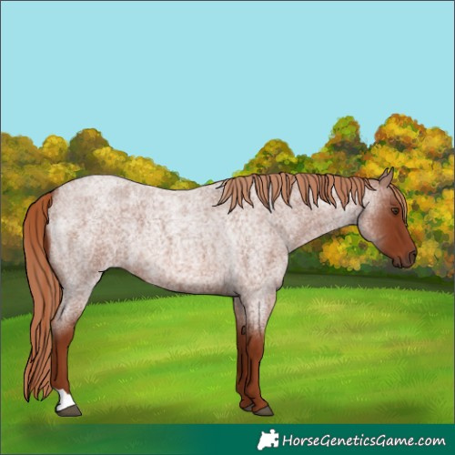 Horse Color:Red Roan 