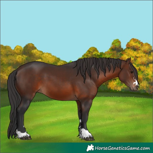 Horse Color:Brown 
