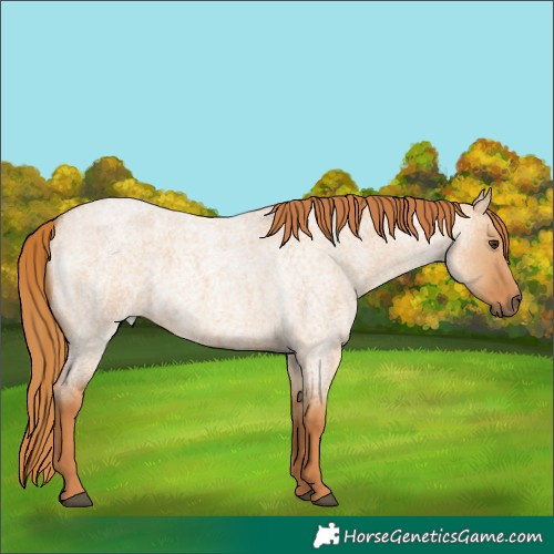 Horse Color:Red Dun Roan 