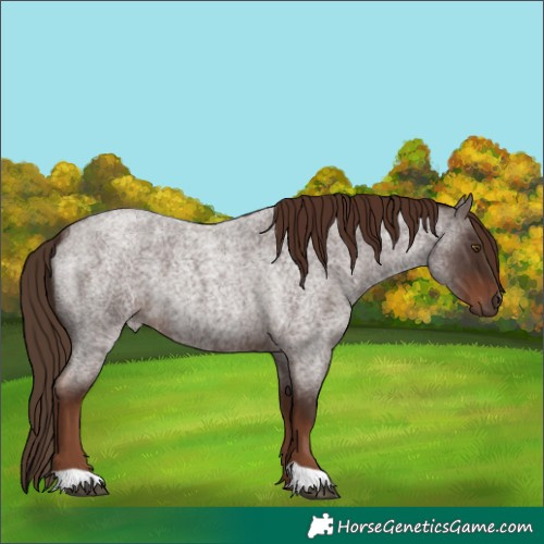 Horse Color:Liver Red Roan 