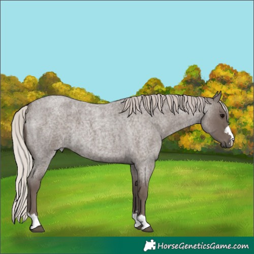 Horse Color:Silver Blue Roan 