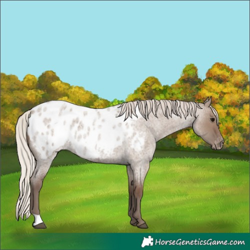 Horse Color:Silver Grullo Roan Appaloosa 