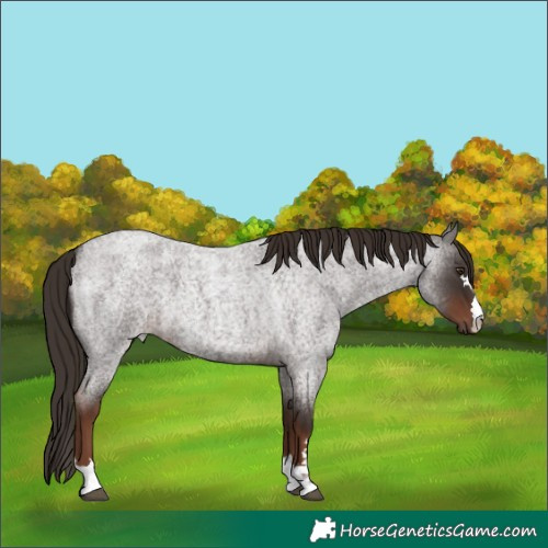 Horse Color:Liver Red Roan 