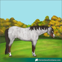Horse Color:Liver Red Roan 