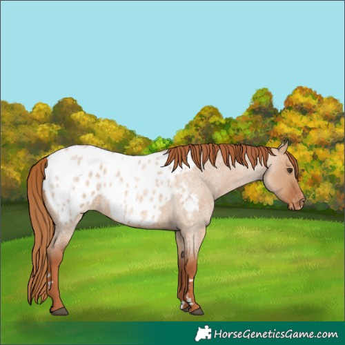 Horse Color:Red Dun Roan Blanket 