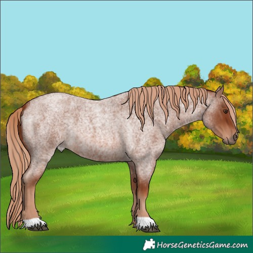 Horse Color:Red Roan 