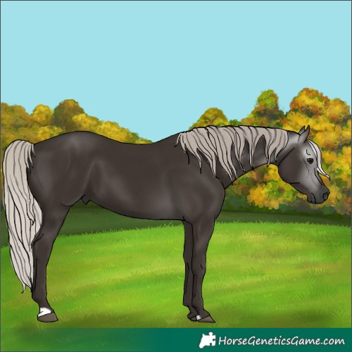 Horse Color:Gray Silver Black 