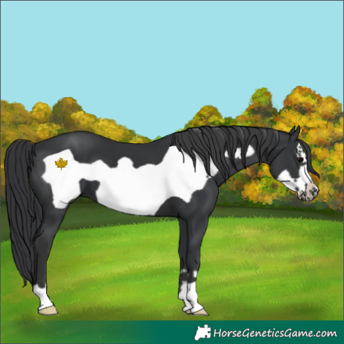 Horse Color:Black Frame 