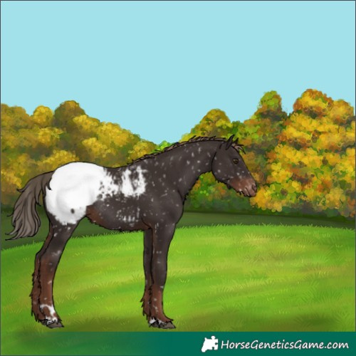 Horse Color:Liver Chestnut Snowcap Rabicano
