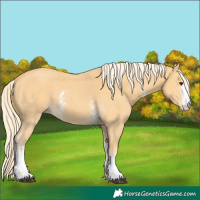 Horse Color:Palomino Sabino 