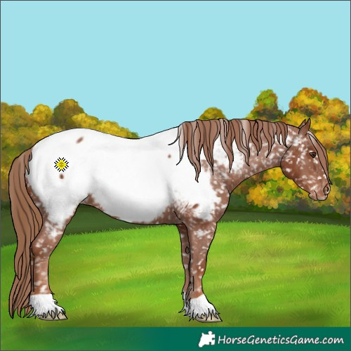 Horse Color:Chestnut Appaloosa 