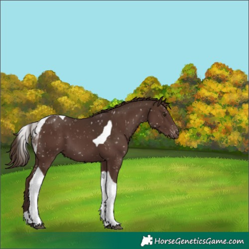 Horse Color:Liver Chestnut Tobiano Blanket 