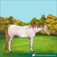Horse Color:Red Roan Pearl Tobiano Frame 