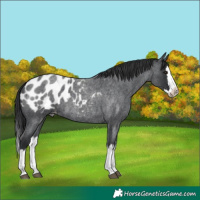 Horse Color:Blue Roan Splash Appaloosa 