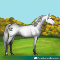 Horse Color:Gray Bay