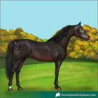 Horse Color:Gray Bay 
