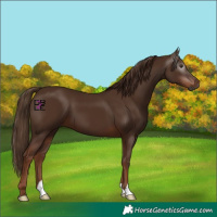 Horse Color:Gray Chestnut