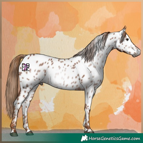 Horse Color:Gray Chestnut Appaloosa 