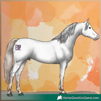 Horse Color:Gray Chestnut Near Leopard