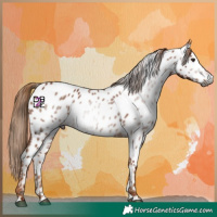 Horse Color:Gray Chestnut Appaloosa 