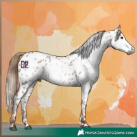 Horse Color:Gray Chestnut Appaloosa 