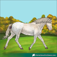 Horse Color:White Spotted Chestnut Pearl Mushroom Tobiano Snowcap