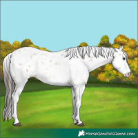 Horse Color:Bay Sabino