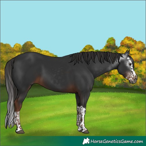 Horse Color:Gray Liver Chestnut and Gray Liver Chestnut Splash
