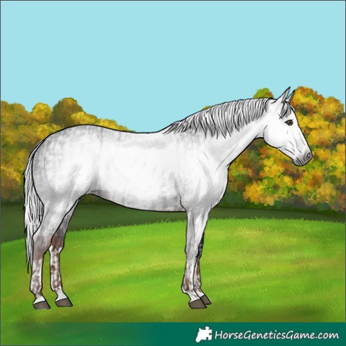 Horse Color:Gray Liver Chestnut and Gray Liver Chestnut Splash