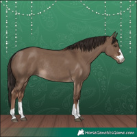 Horse Color:Liver Red Dun Rabicano 