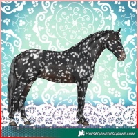 Horse Color:Brown Appaloosa 