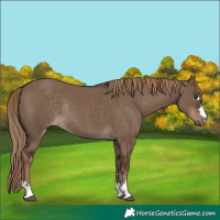 Horse Color:Liver Red Dun Rabicano 