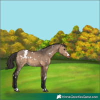 Horse Color:White Spotted Brown Dun 
