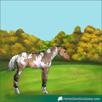 Horse Color:White Spotted Bay Dun