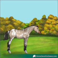 Horse Color:White Spotted Brown Dun 