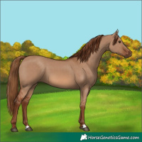Horse Color:Red Dun 