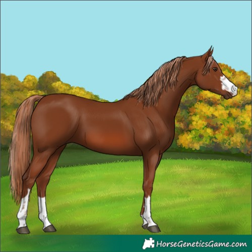 Horse Color:Chestnut 
