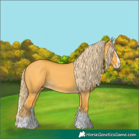 Horse Color:Palomino Dun Splash 