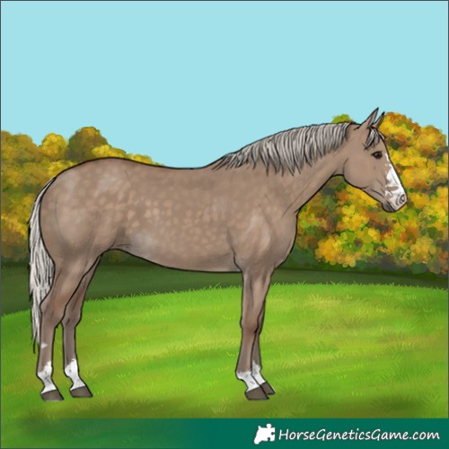 Horse Color:Silver Grullo