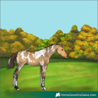 Horse Color:White Spotted Buckskin Dun