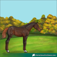 Horse Color:Liver Chestnut 