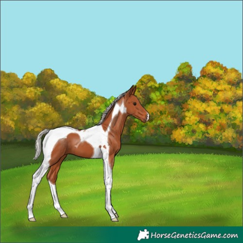 Horse Color:Silver Bay Tobiano 