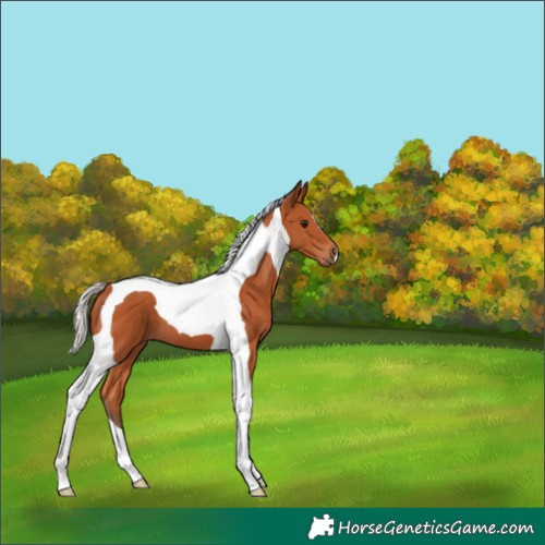 Horse Color:Silver Bay Tobiano