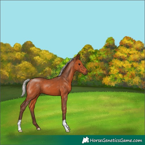 Horse Color:Silver Bay 