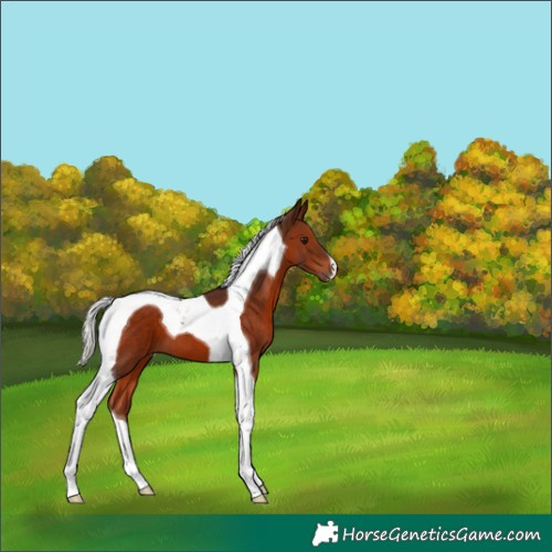 Horse Color:Silver Brown Tobiano 