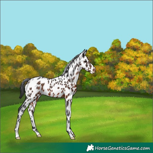 Horse Color:Brown Appaloosa 