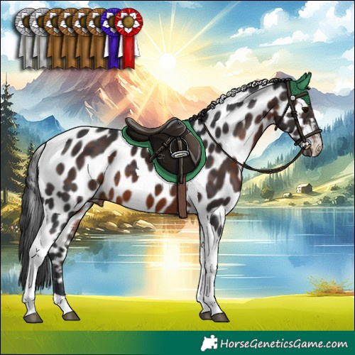 Horse Color:Brown Tobiano Appaloosa